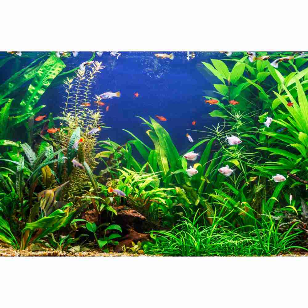 Underwater World Seabed Photog - Aquarium Marine World 评论和价格